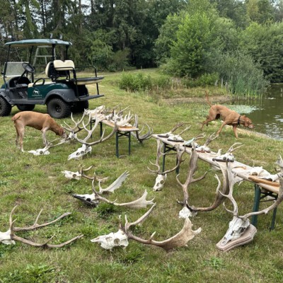 Wildtierkunde im Revier: Geweihe und Trophäen bei der Jagdausbildung der Jagdtalente