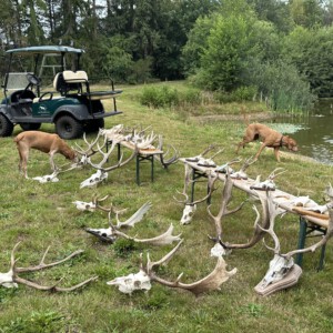 Wildtierkunde im Revier: Geweihe und Trophäen bei der Jagdausbildung der Jagdtalente